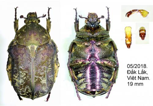 Réf. 245 061 : Protaetia sakaiana